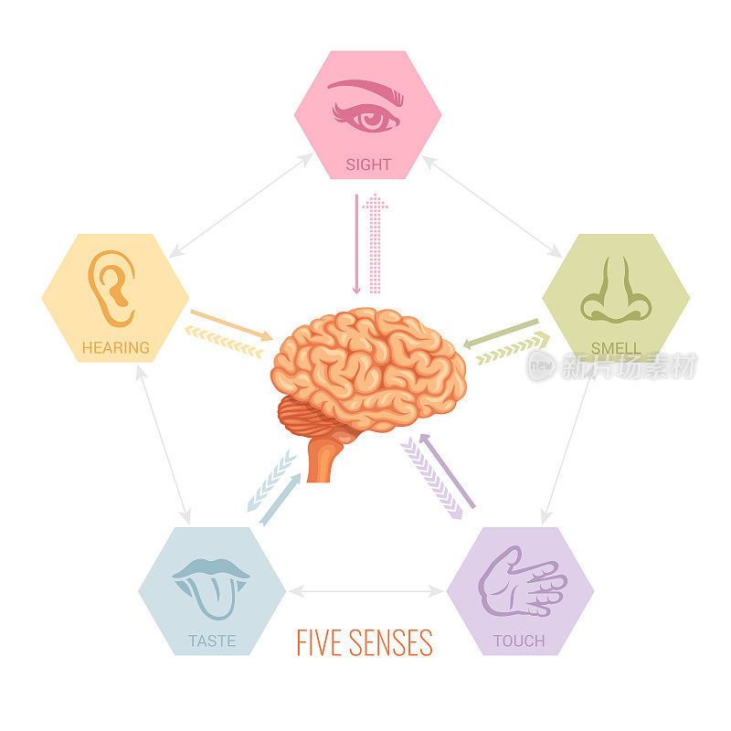 Human brain and five senses vector.